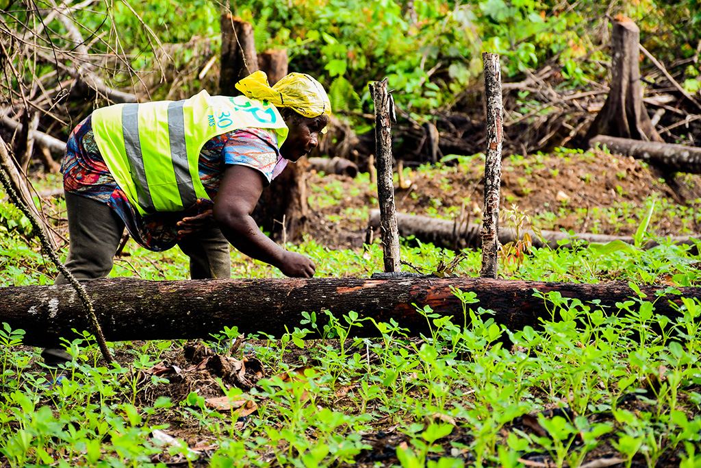 Ferme agricole moderne au Cameroun