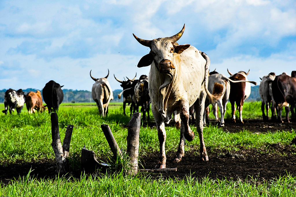 Élevage de bovins au Cameroun